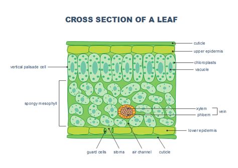 Free Leaf Cross Section Templates