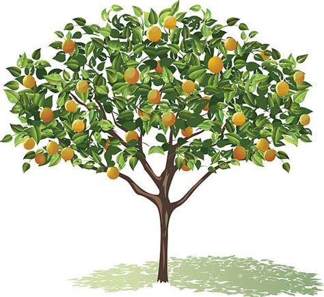 1300 Orange Tree Stock Illustrations Royalty Free Vector Graphics