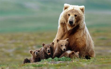 Cute Grizzly Bear Cub Grizzly Bears Pinterest Grizzly Bear Cub