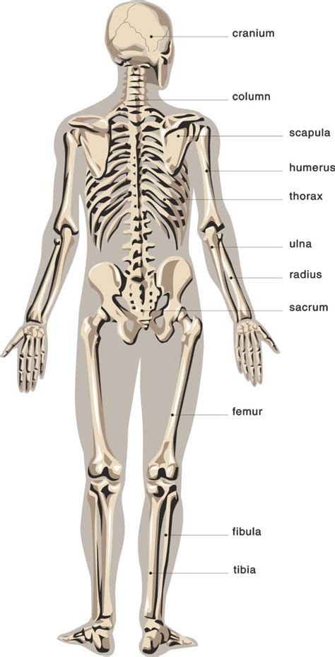 provide human illustrate anatomy diagrams  adotstudio
