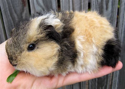 All Things Guinea Pig Baby Updates Curly Girls