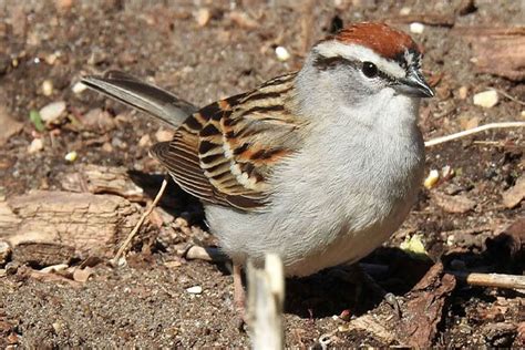 Bird Informer Chipping Sparrow Bird Identification Habits Facts