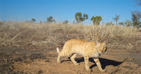Towards A National Feral Cat Ecology Research Program