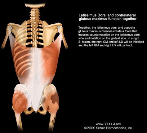 Gluteus Max Latissimus Dorsi Muscle Sling Serola