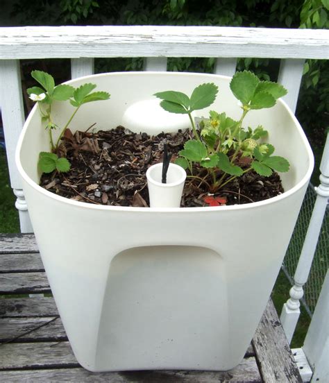 DIY self-watering planter options · Little Victorian This is called a watering wick system.