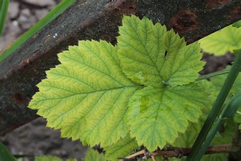 Detecting a magnesium deficiency in plants can be pretty simple if you know what to look for. Causes of Magnesium Deficiency in Plants, and How to Fix ...