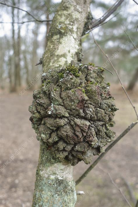 Silver Birch Canker Stock Image C0559076 Science Photo Library