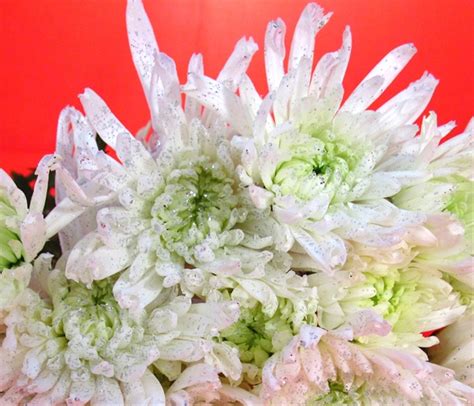 They would also look cute in a girls bedroom year round. Pom White with Glitter - Spray (Pompoms) - Chrysanthemum ...