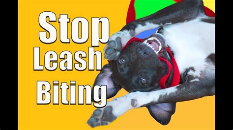 When a puppy bites too hard during play, his siblings may yelp and stop interacting for a short duration. How To Stop PUPPY BITING on a Leash! - YouTube