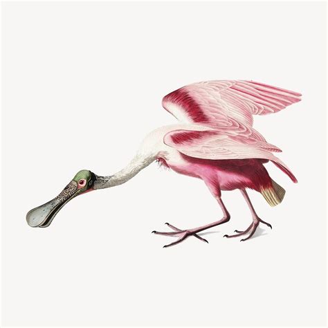 Roseate Spoonbill Bird Illustration George Free Photo Illustration