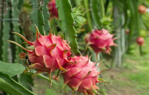 How To Grow Dragon Fruit Plant Instructions
