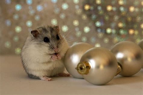 Christmas Hamster By Alleycat91 On Deviantart