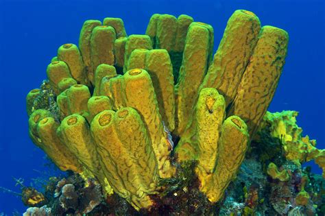 Yellow Tube Sponge Photograph By Mark Sidwell