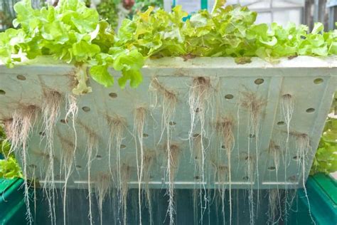 Hydroponic Wick System Garden Guide