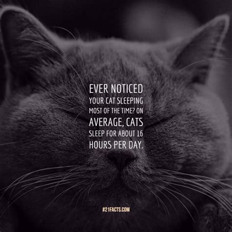 Interesting Facts About Cats That Make You Love Them Even More Page