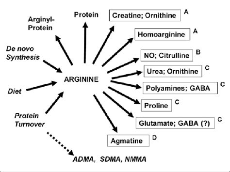 Sources And Metabolic Fates Of L Arginine Arginine Is Produced Through