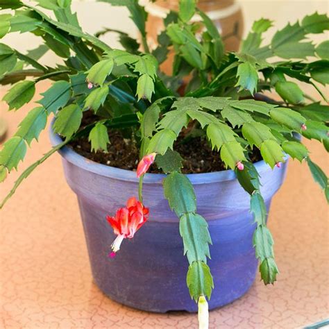 Just as the indoor cacti, during the inactive season, you should water once about every three to four weeks. The Best Method for Propagating Christmas Cactus From ...