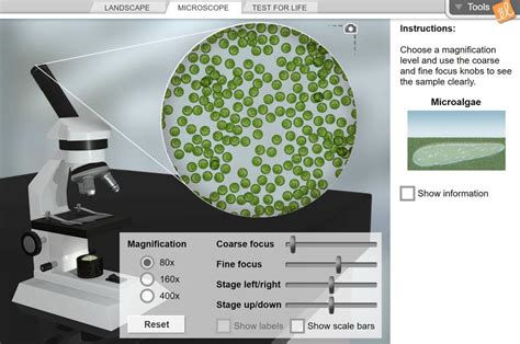 Cell types gizmos c answer key : New Gizmo: Cell Types | ExploreLearning News
