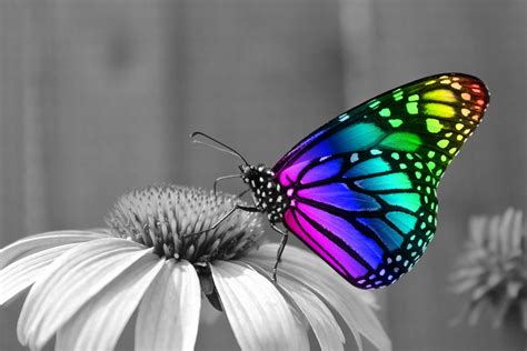 🔥 Download Butterfly Desktop Wallpaper Top By Ericag Desktop