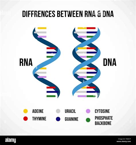 Differences Between Dna And Rna Vector Scientific Icon Spiral Of Dna