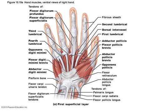 Image Result For Muscles Of The Wrist And Hand Posterior View Muscle