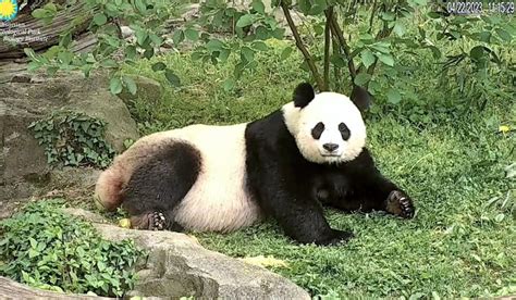 Megan H On Twitter Mei Xiang Strikes Her Panda Cover Model Pose 😊