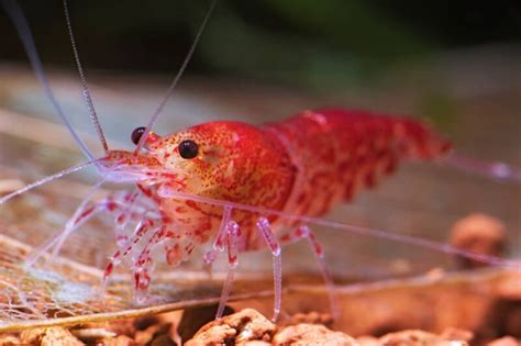 Freshwater Shrimp 26 Colorful Types For Aquarium Care Tips