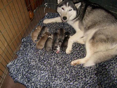 Akc Siberian Husky Litter Due June 2015 For Sale In Mio Michigan