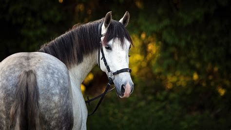 Collection of animals wallpaper in 4k, 5k and mobile resolutions. 4K Wallpaper of Animal Horse | HD Wallpapers