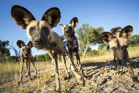 12 Unique African Dog Breeds You Might Not Know 2022