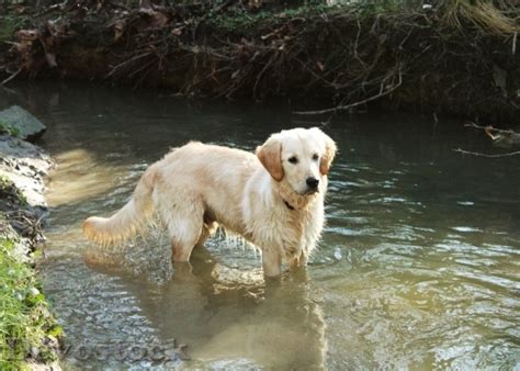 Devostock Dog Golden Retriever Pet 4 Devostock Download Free Images