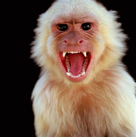 Qué Dicen Los Expertos Sobre La Viruela Del Mono Infobae