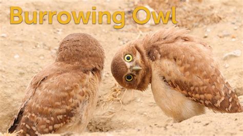 Burrowing Owl Howdy Neighbor Youtube