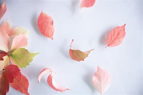 Falling Leaves Pictures Download Free Images On Unsplash