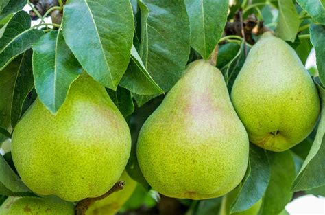 What Fruit Trees Grow In Zone 6 Tips On Choosing Fruit Trees For Zone 6