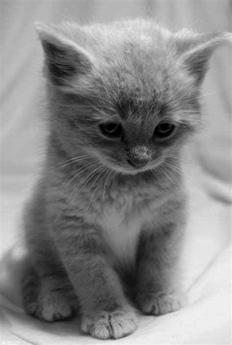 Tiny Adorable Kitten Annie Many