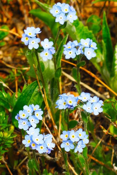 Little Blue Forget Me Not Flowers On Spring Meadow Stock Image Image