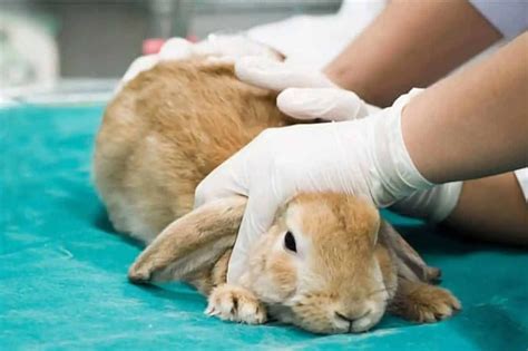 Rabbit Syphilis Symptoms Causes Treatment Recovery Cost Prevention