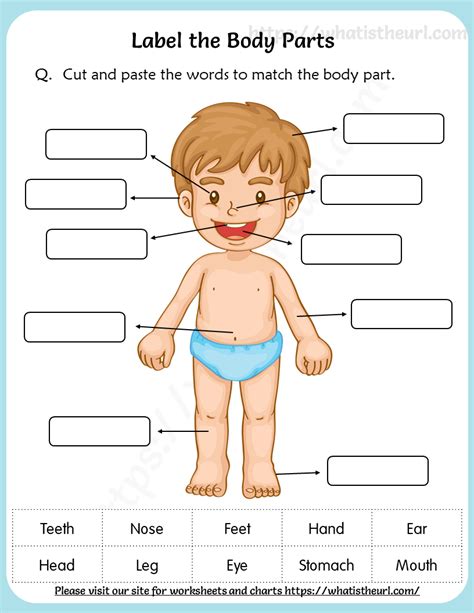 Label Parts Of The Body Free Printable Worksheet