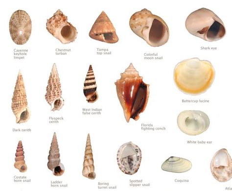 Sea Shells Shells And Sand Shells