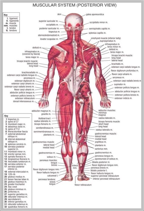 Muscle Anatomy Hart Muscle Anatomy Human Anatomy Chart Anatomy Drawing The Best Porn Website