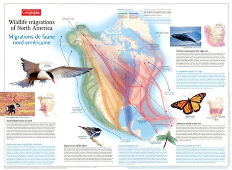 Wildlife Migrations Of North America You Are Here Animales