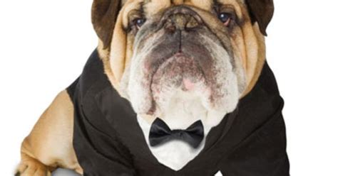 It comes with a black tie look for different occasion such as wedding and weekend party Turn your english bulldog pet into a handsome gentleman with this formal black-tie dog costume ...