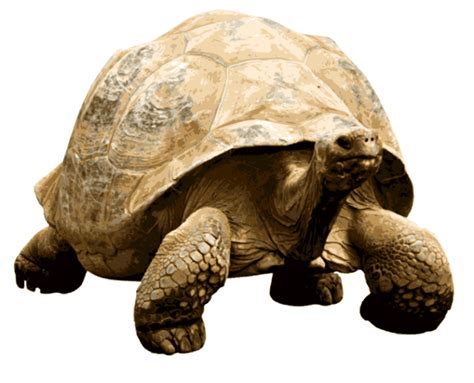 Giant Tortoise Transparent Png Stickpng