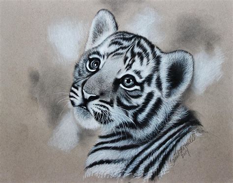 Tiger Cub Drawing By Samantha Howell Pixels