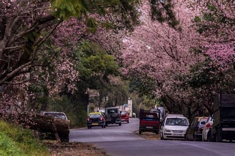 Shillong Turns Pink As Cherry Blossoms Take Over The City Daily Times