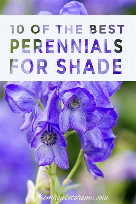 They take time to bloom because they spend the first few months forming extensive root systems. Tall Shade Perennials (10 Flowering Plants That Bloom In ...