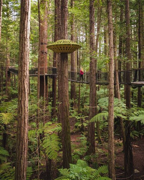Redwoods Rotorua The Paid Vs Free Experience — Walk My World