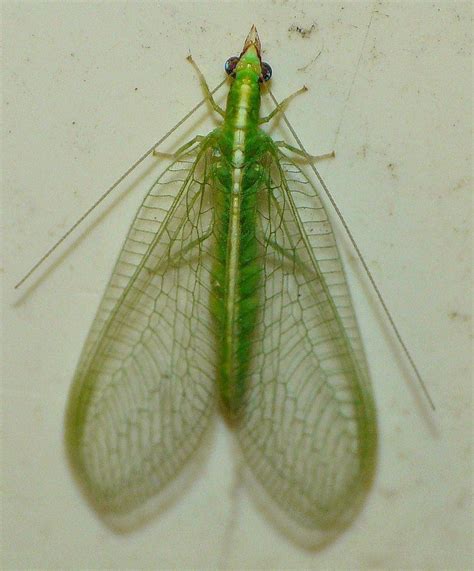 Green Lacewing By Duggiehoo On Deviantart Lacewing Insect