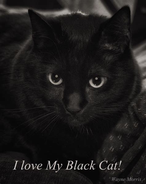 I Love My Black Cat For The Love Of Black Cats Wayne Morris Fb Admin